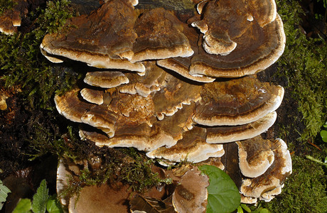 Erlenschillerporling (Inonotus radiatus) - © Heinz Prelicz